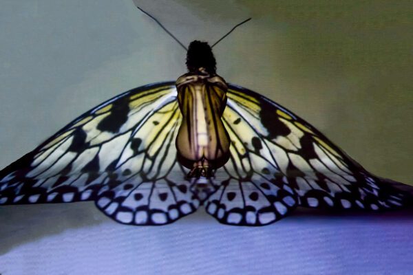 butterfly